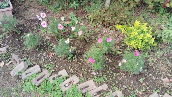 降誕前第９（聖徒の日・召天者記念礼拝）_2025年11月2日配信